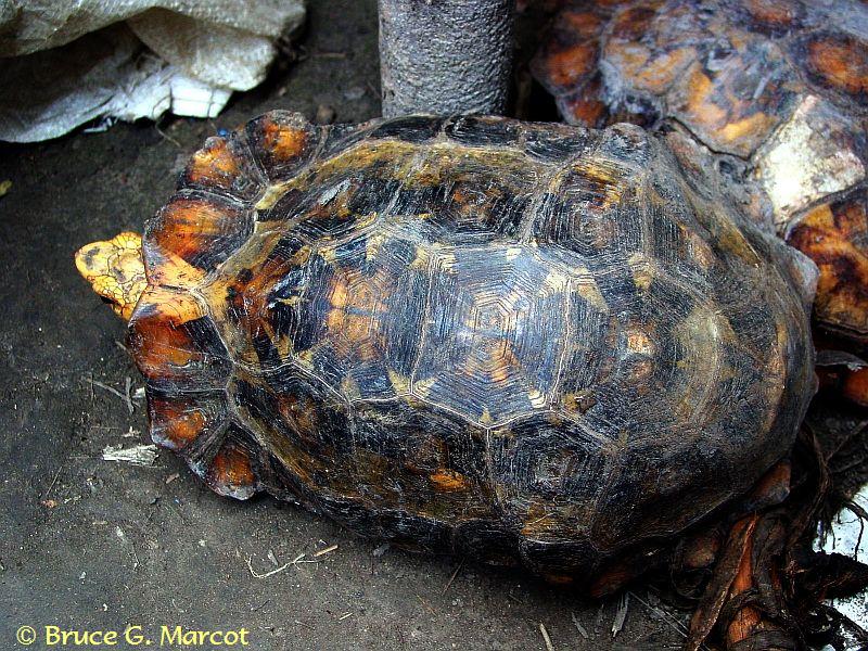 epow-ecology-picture-of-the-week-turtle-bushmeat-in-a-central-african-market